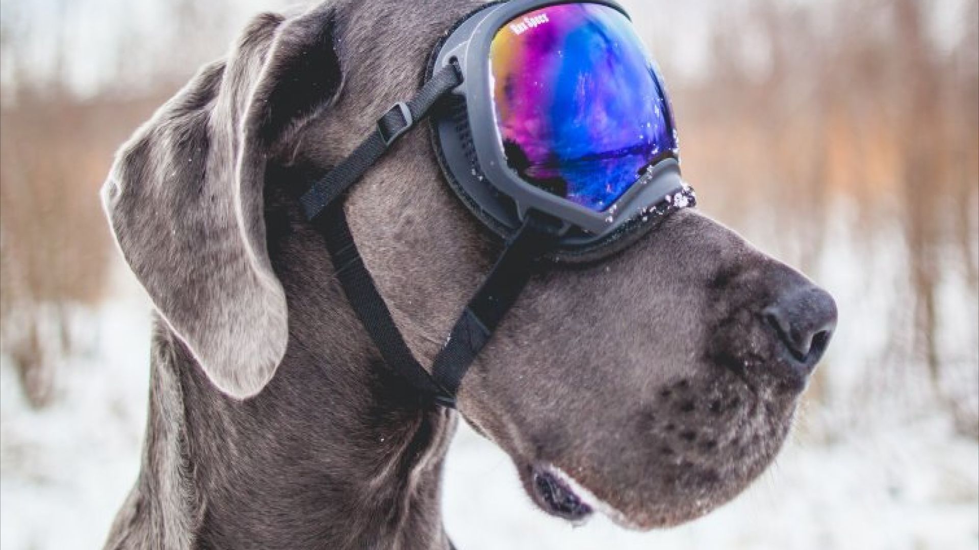 Hond - wintersport